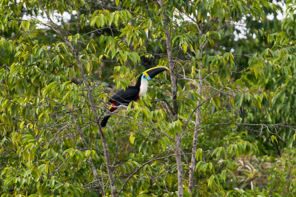 White-throated Toucan - ML644046892