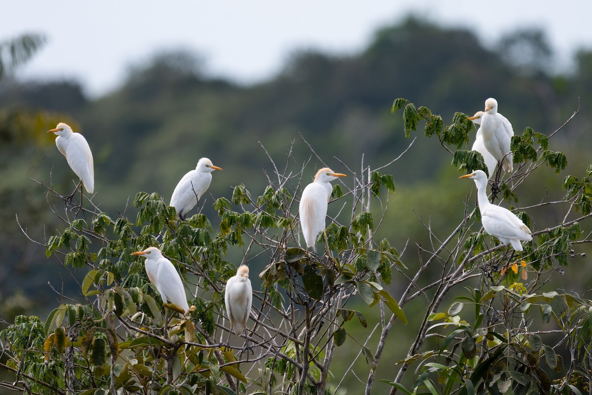 Piaye écureuil (groupe cayana) - ML644046896