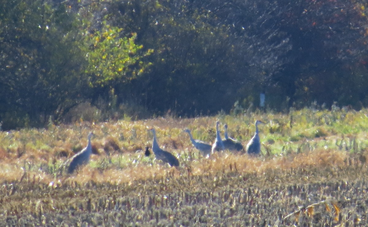 沙丘鶴 - ML644046910