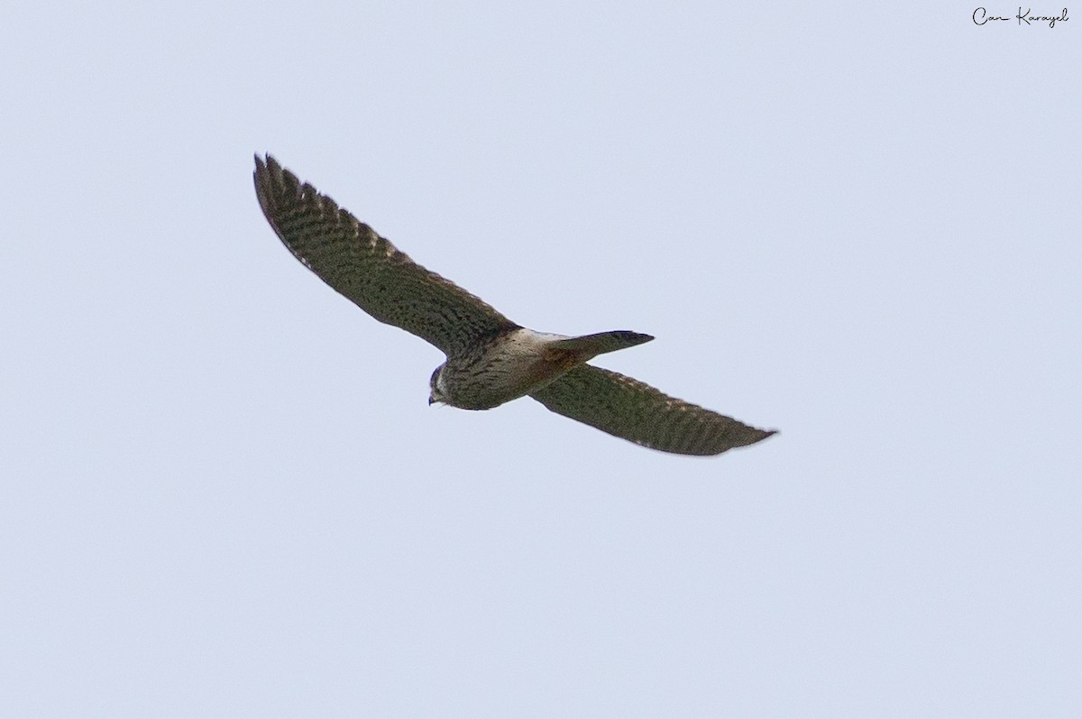 Faucon crécerelle - ML644046912