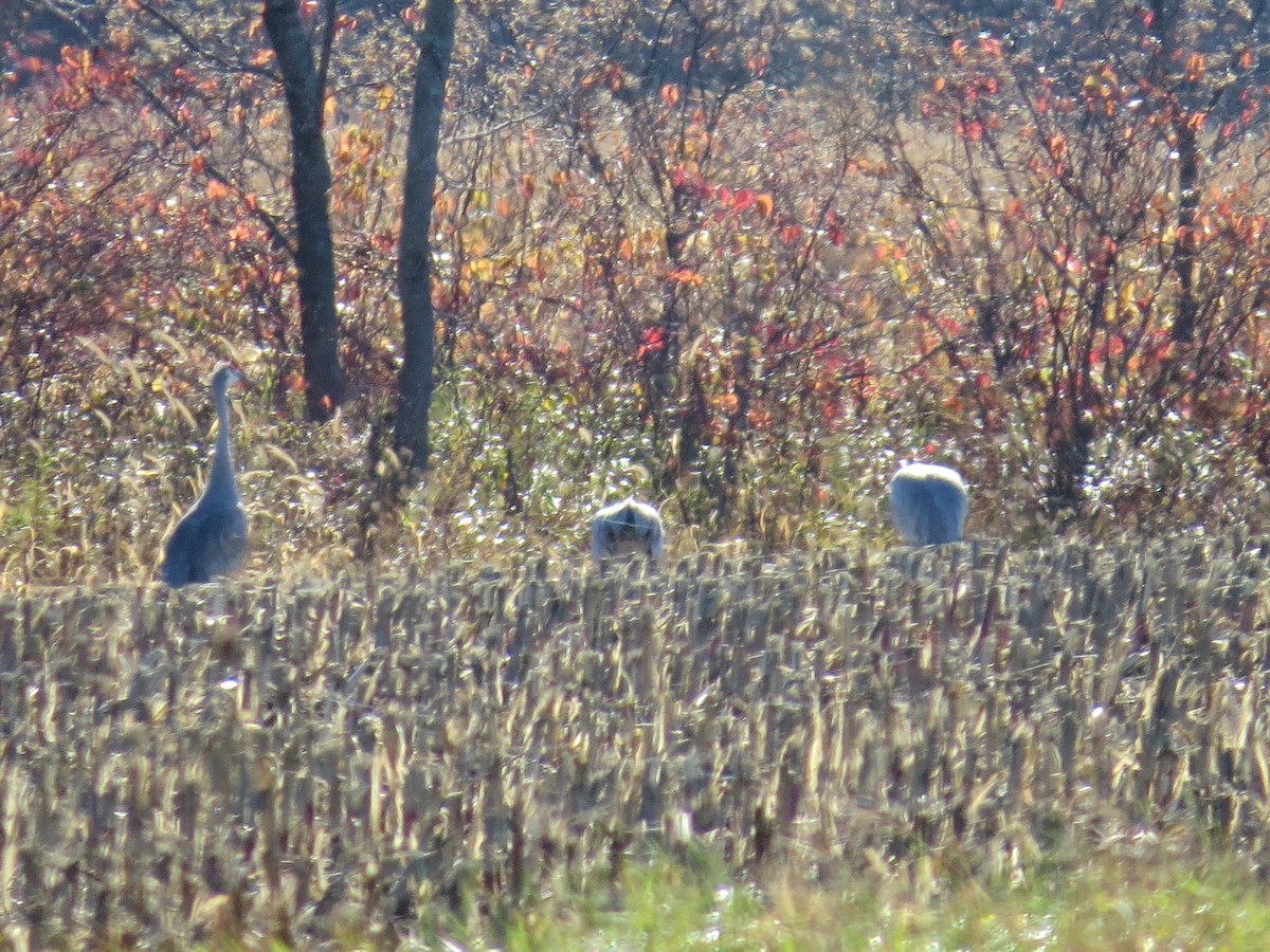 沙丘鶴 - ML644046926