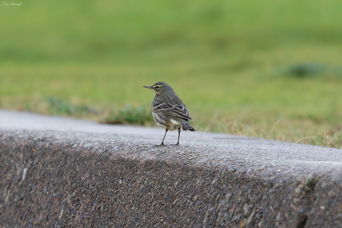 Pipit maritime - ML644046934
