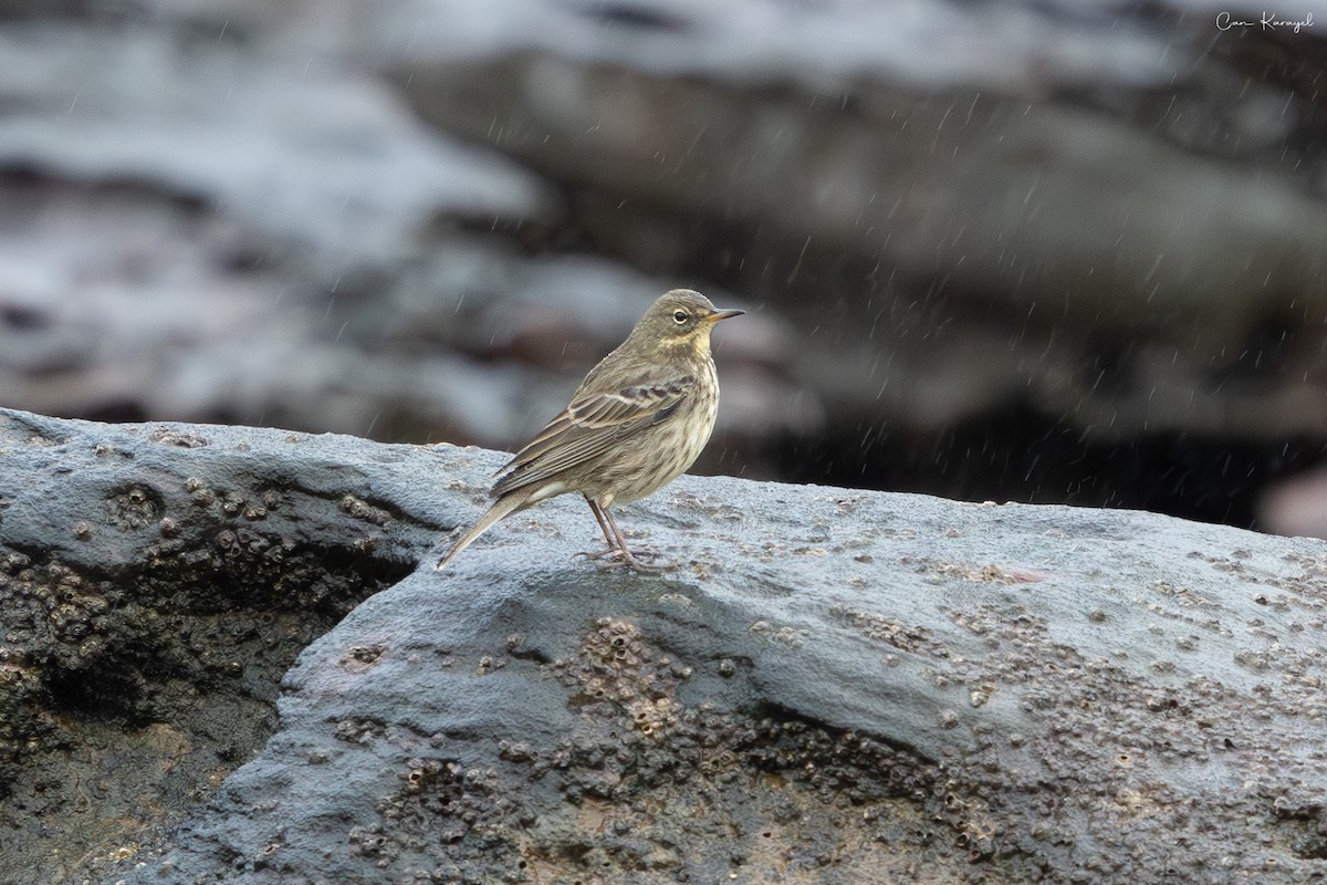 Rock Pipit - ML644046936