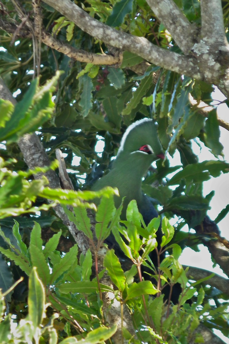 natalturako - ML644046954