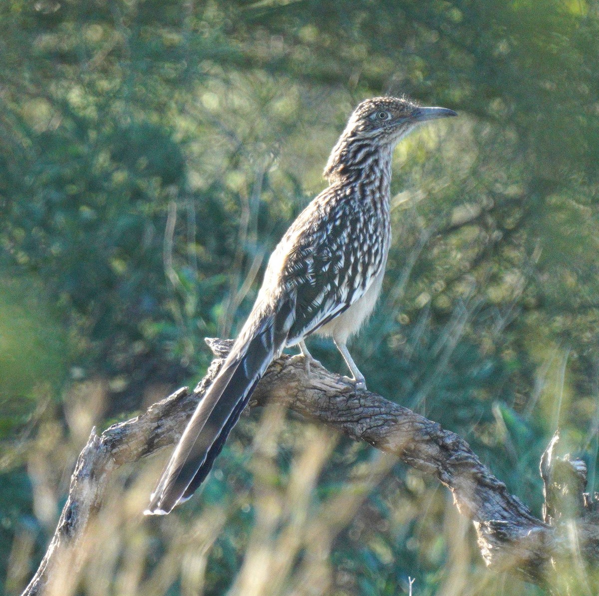 Greater Roadrunner - ML644046955