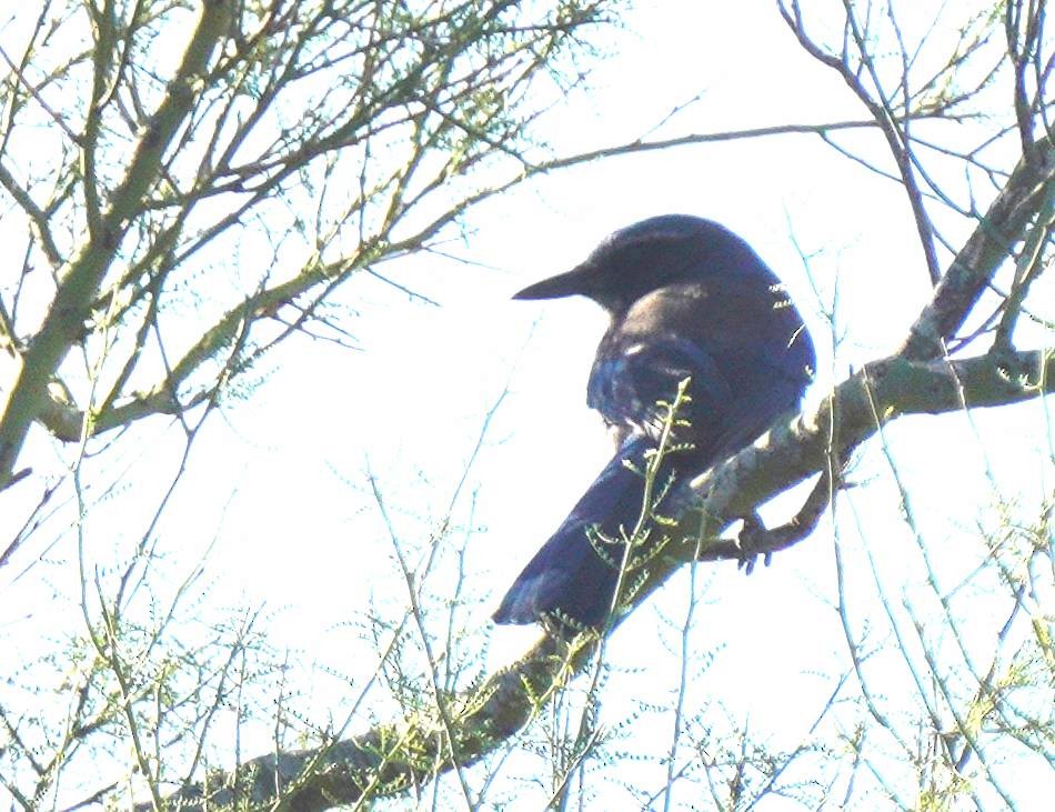Woodhouse's Scrub-Jay - ML644046973