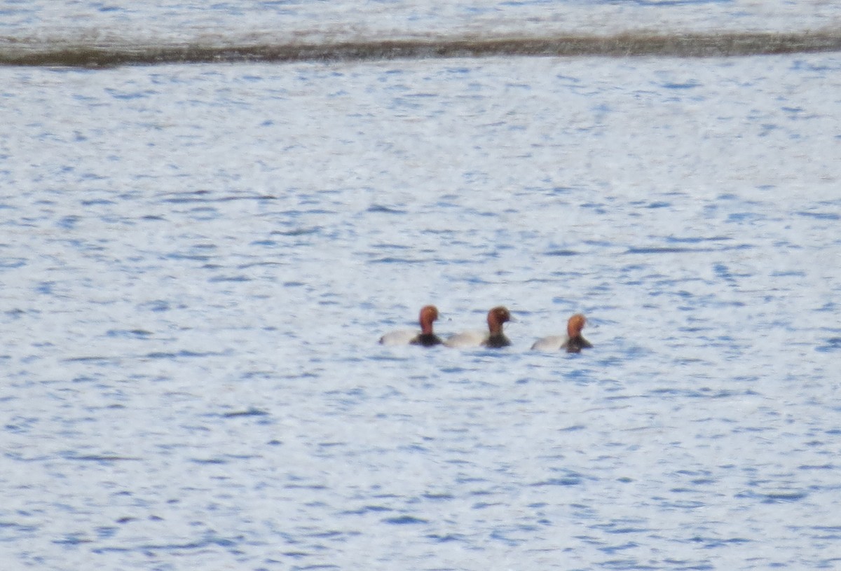 Redhead - ML644046974