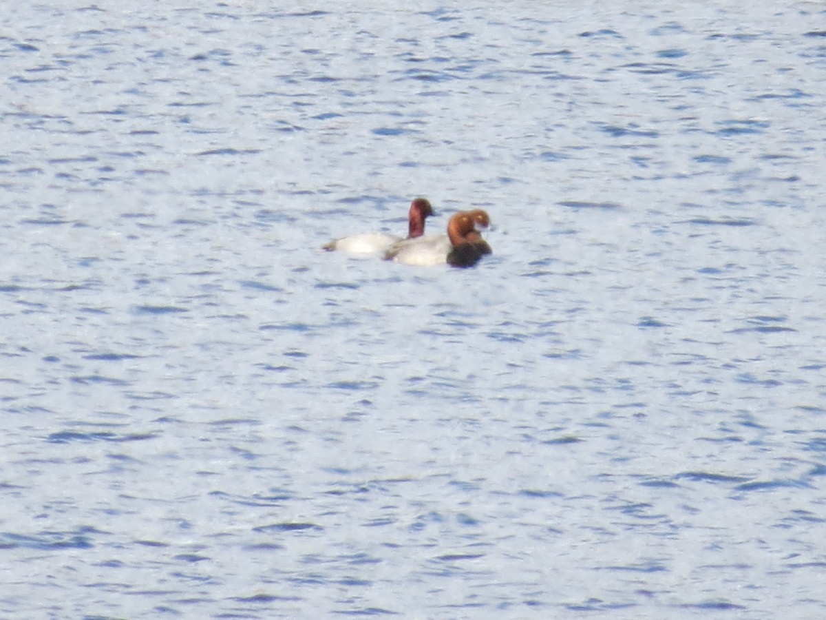 Redhead - ML644046990