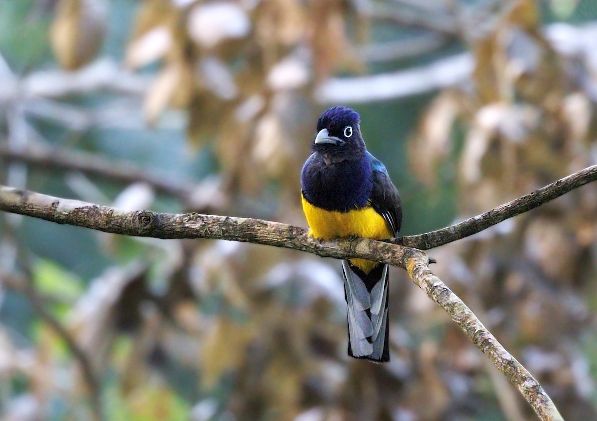 Grünmanteltrogon - ML644047071