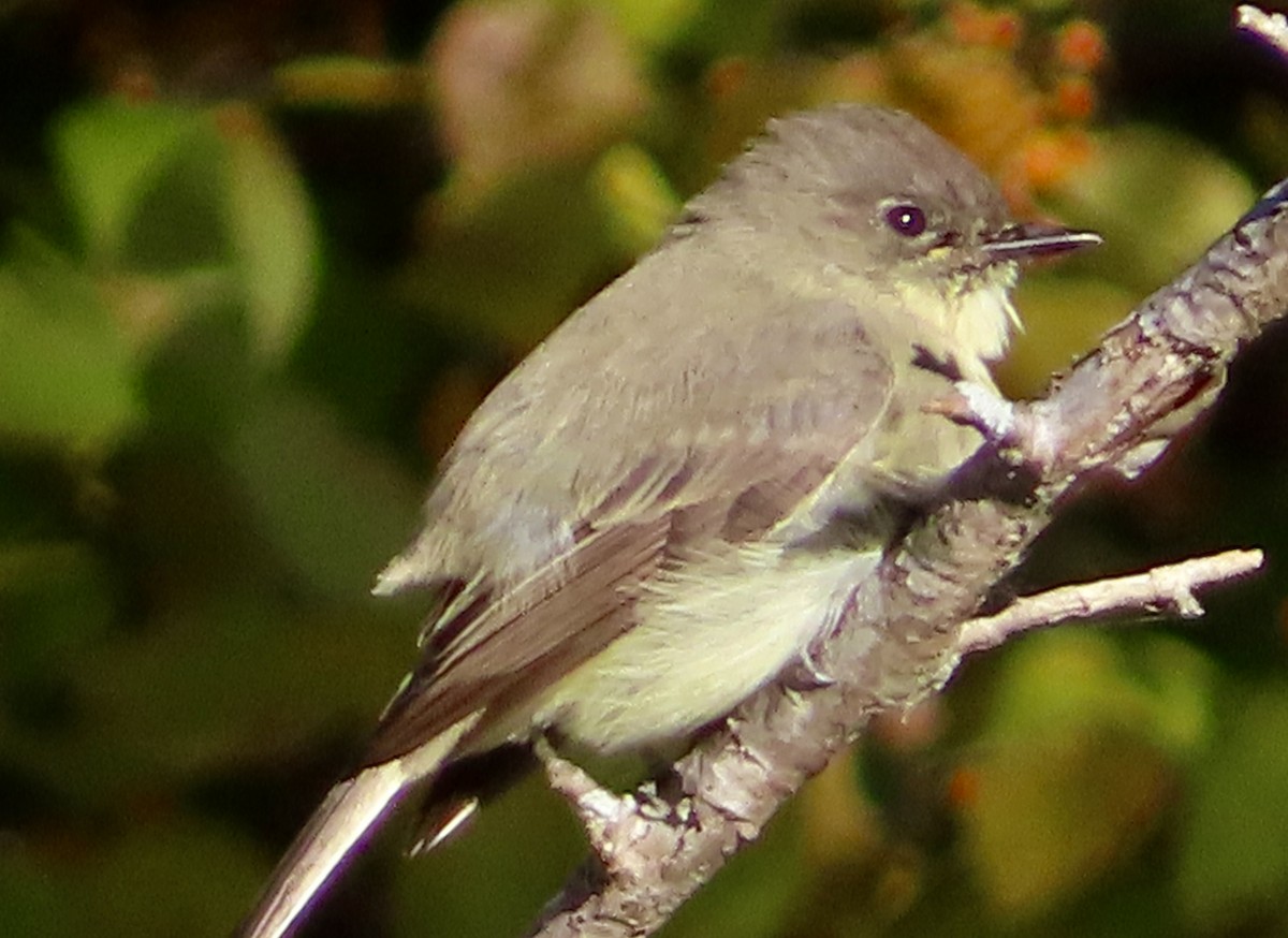 Weißbauch-Phoebetyrann - ML644047072
