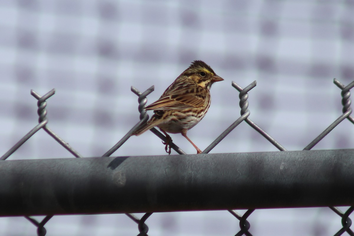 Savannah Sparrow - ML644047082