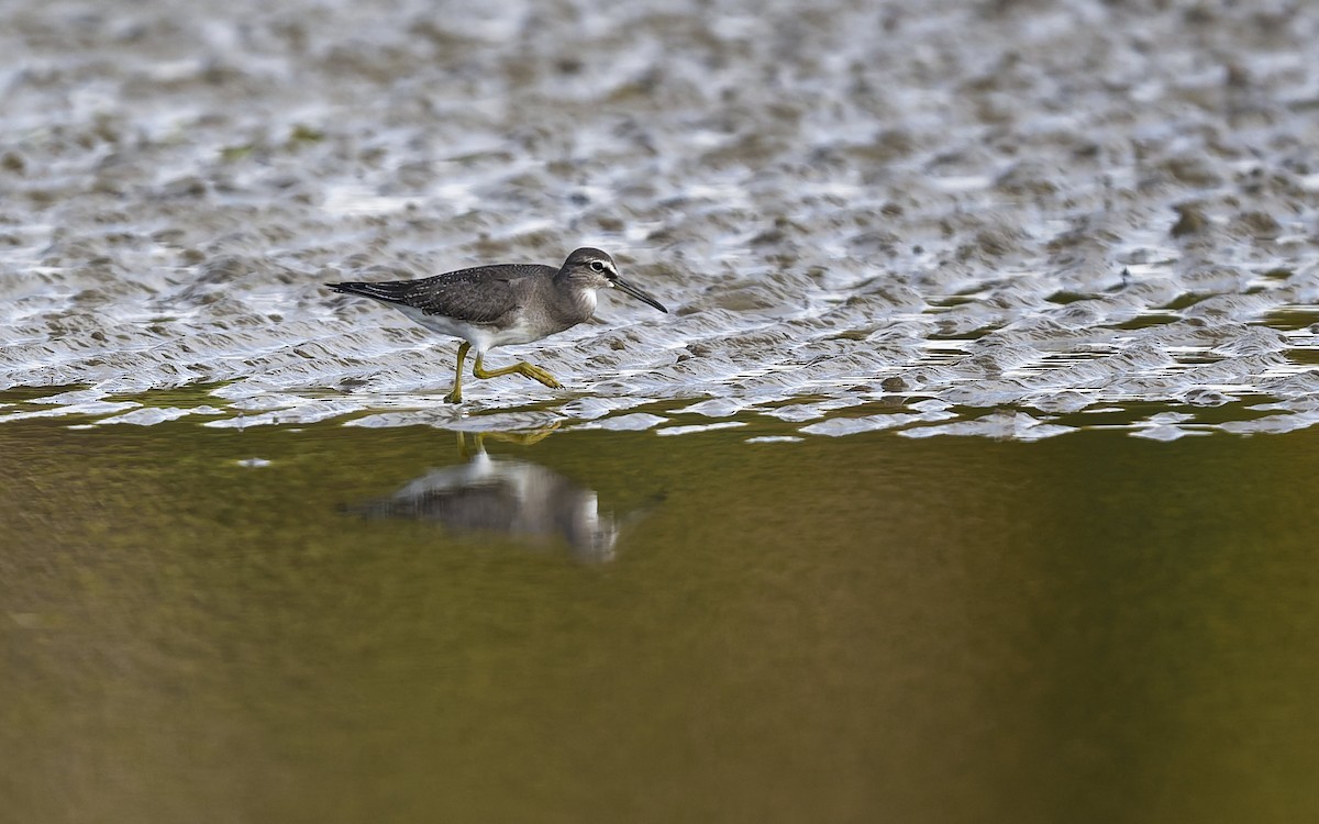 Grauschwanz-Wasserläufer - ML644047100