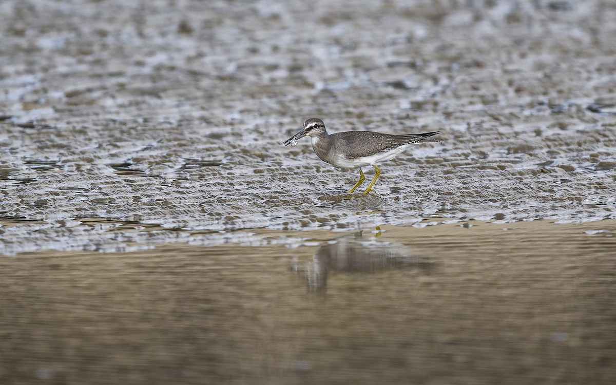 Grauschwanz-Wasserläufer - ML644047101
