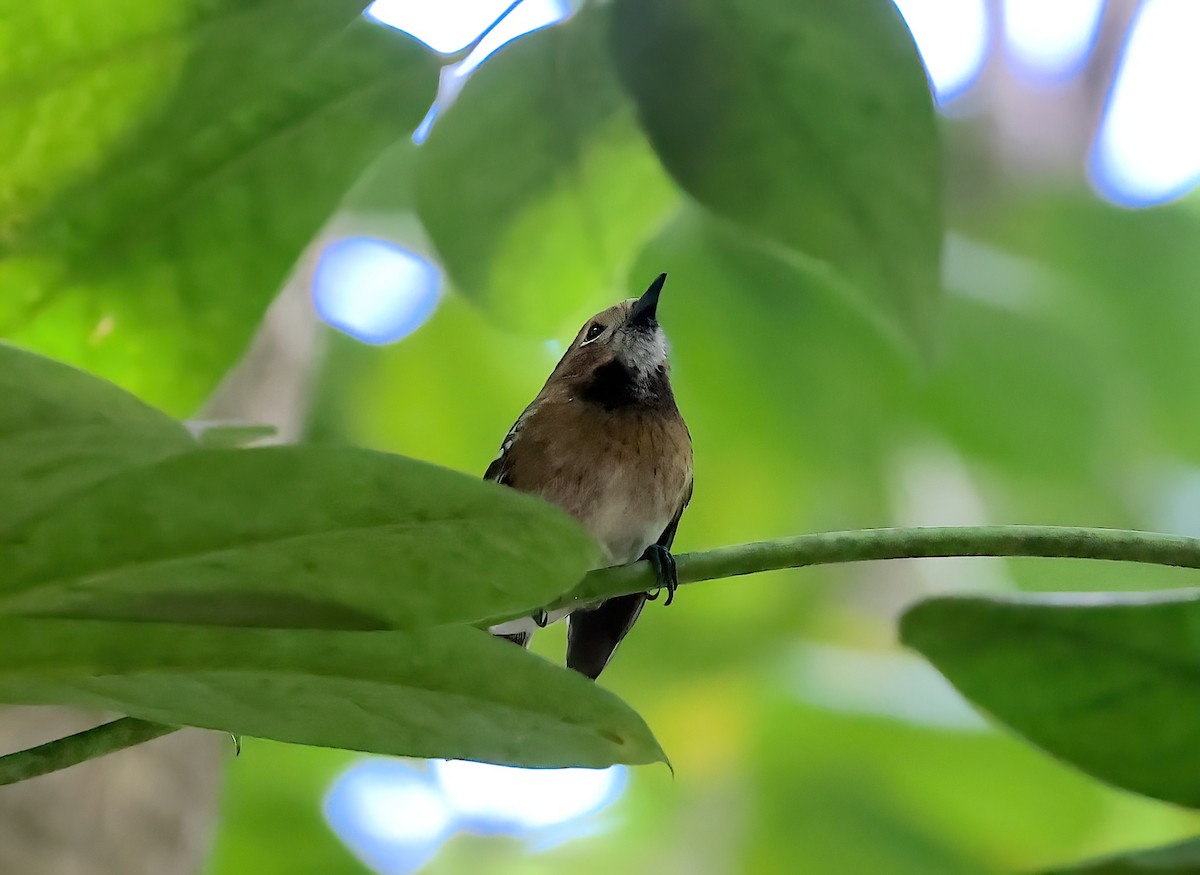 Oahu Elepaio - ML644047106