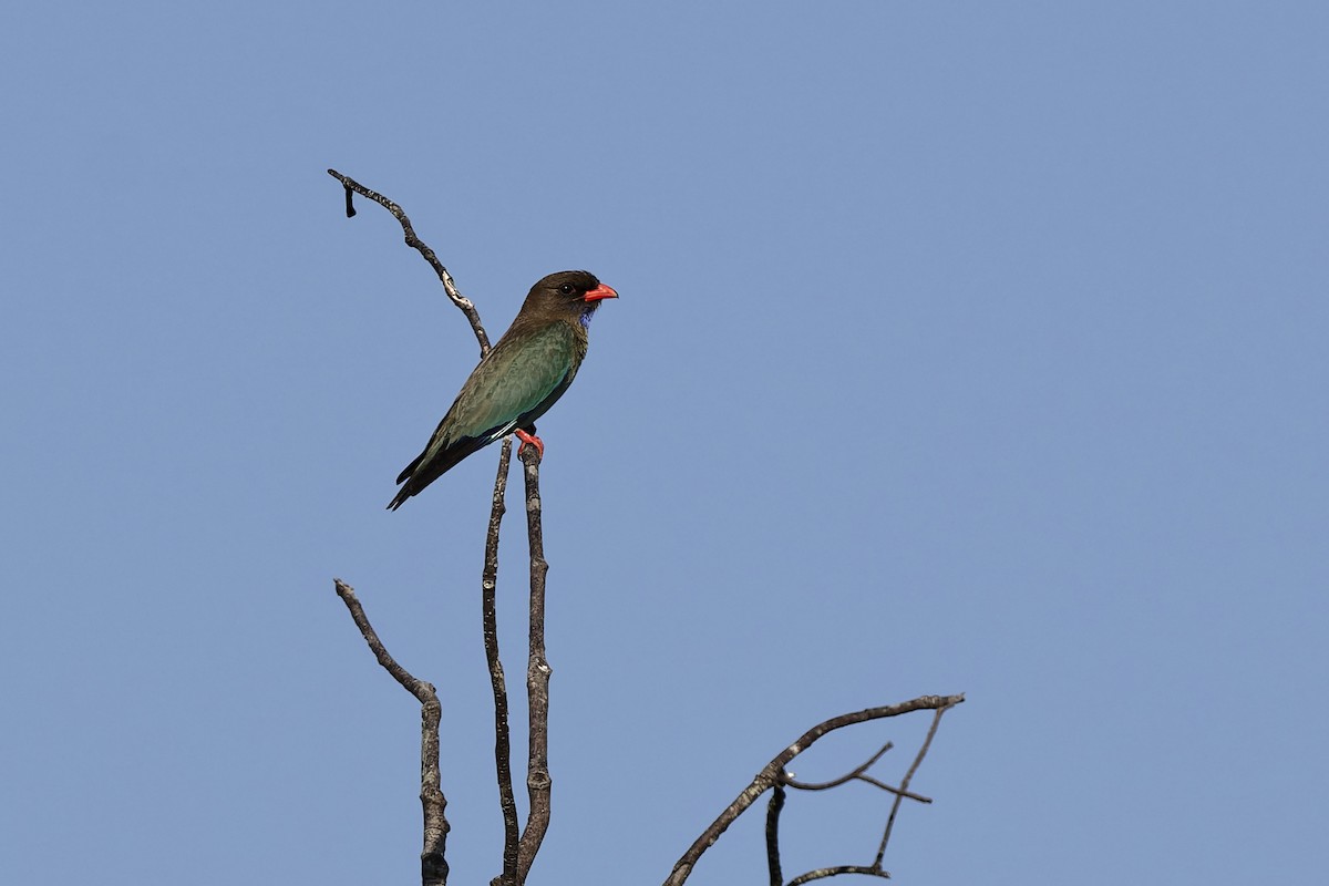 Dollarbird - ML644047123