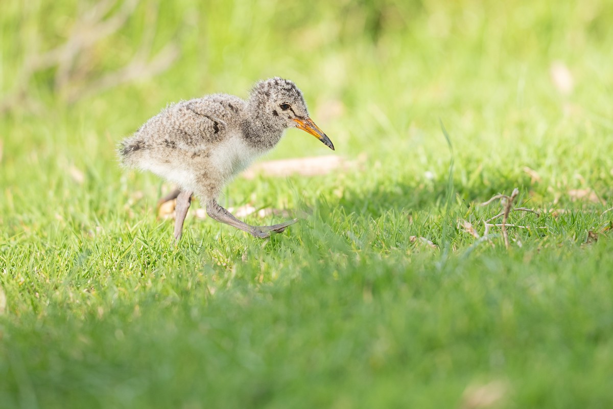 Huîtrier variable - ML644047134