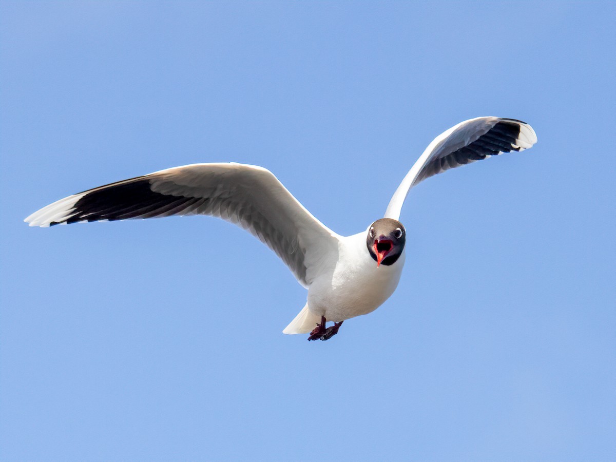 Brown-hooded Gull - ML644047136