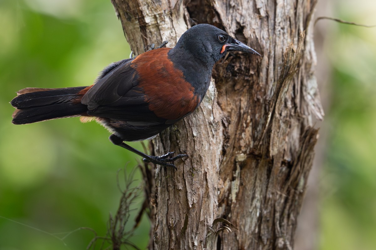 North Island Saddleback - ML644047144