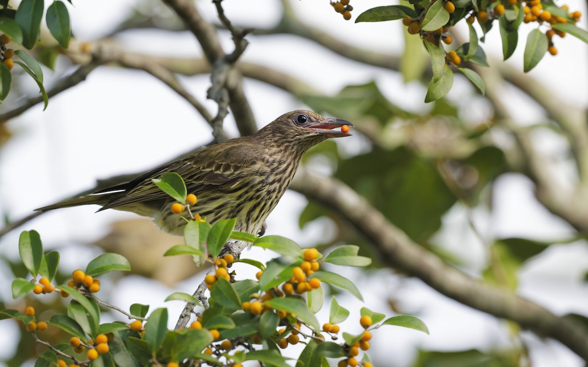 Australasian Figbird - ML644047145