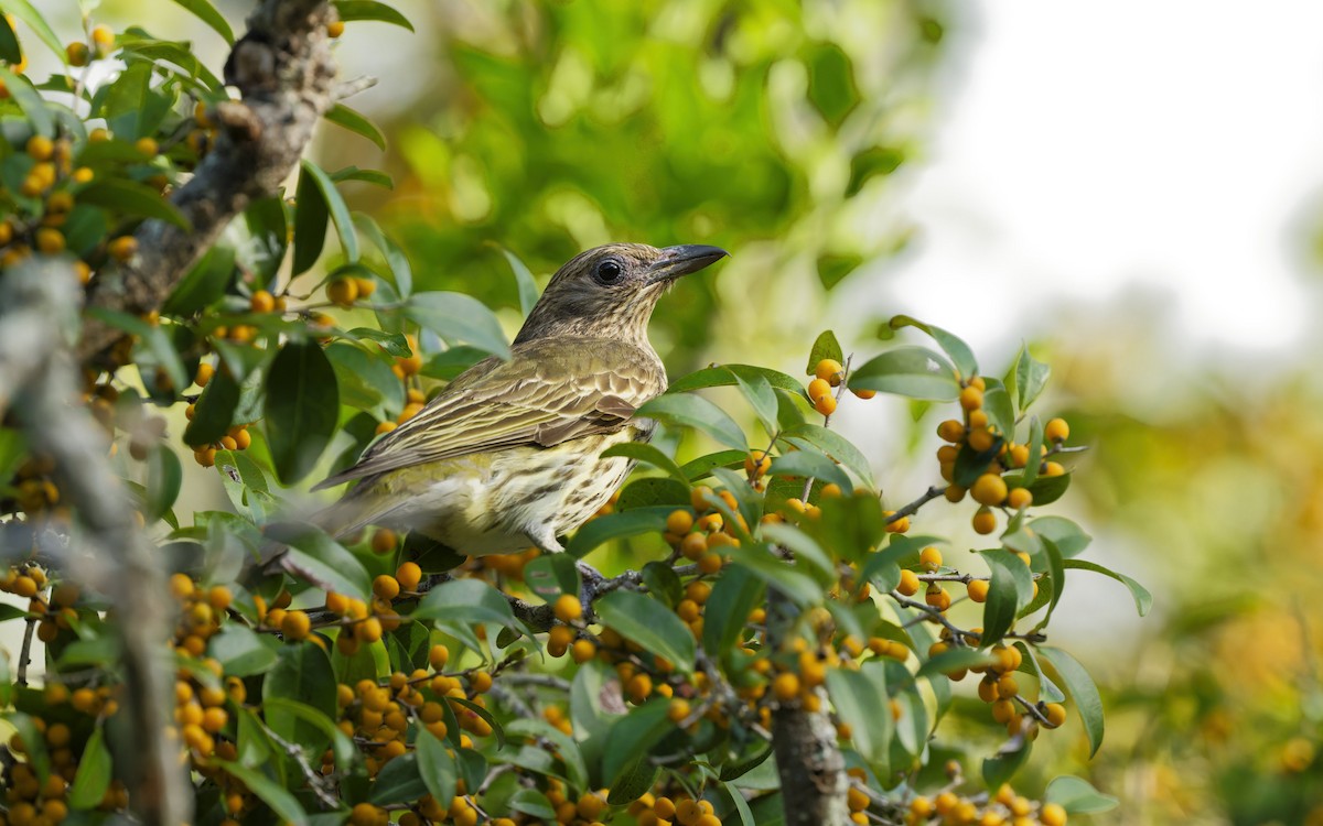 Australasian Figbird - ML644047146