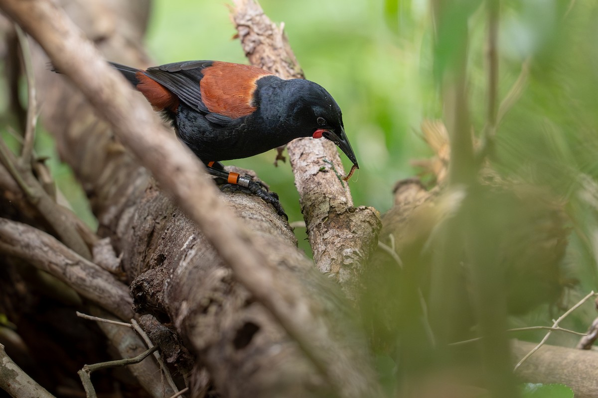 North Island Saddleback - ML644047148