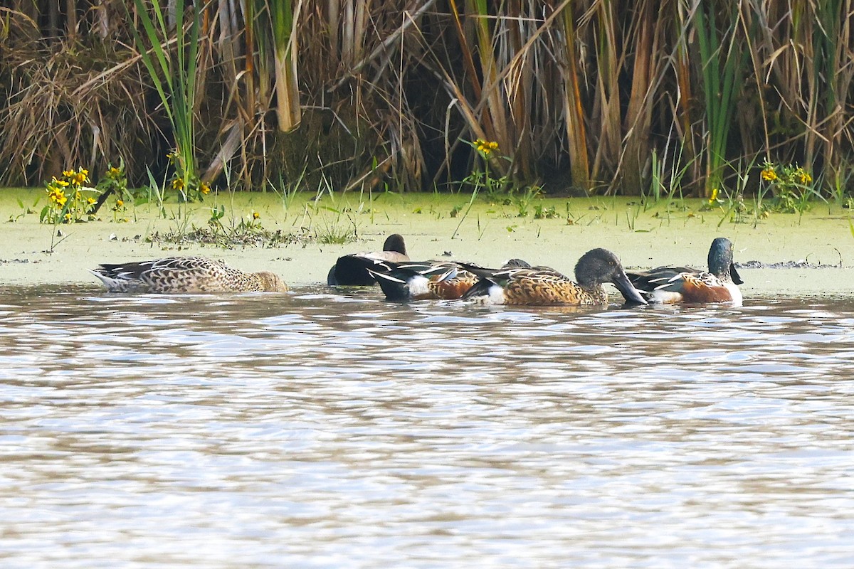 Northern Shoveler - ML644047149