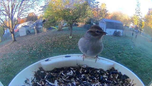 Chipping Sparrow - ML644047151