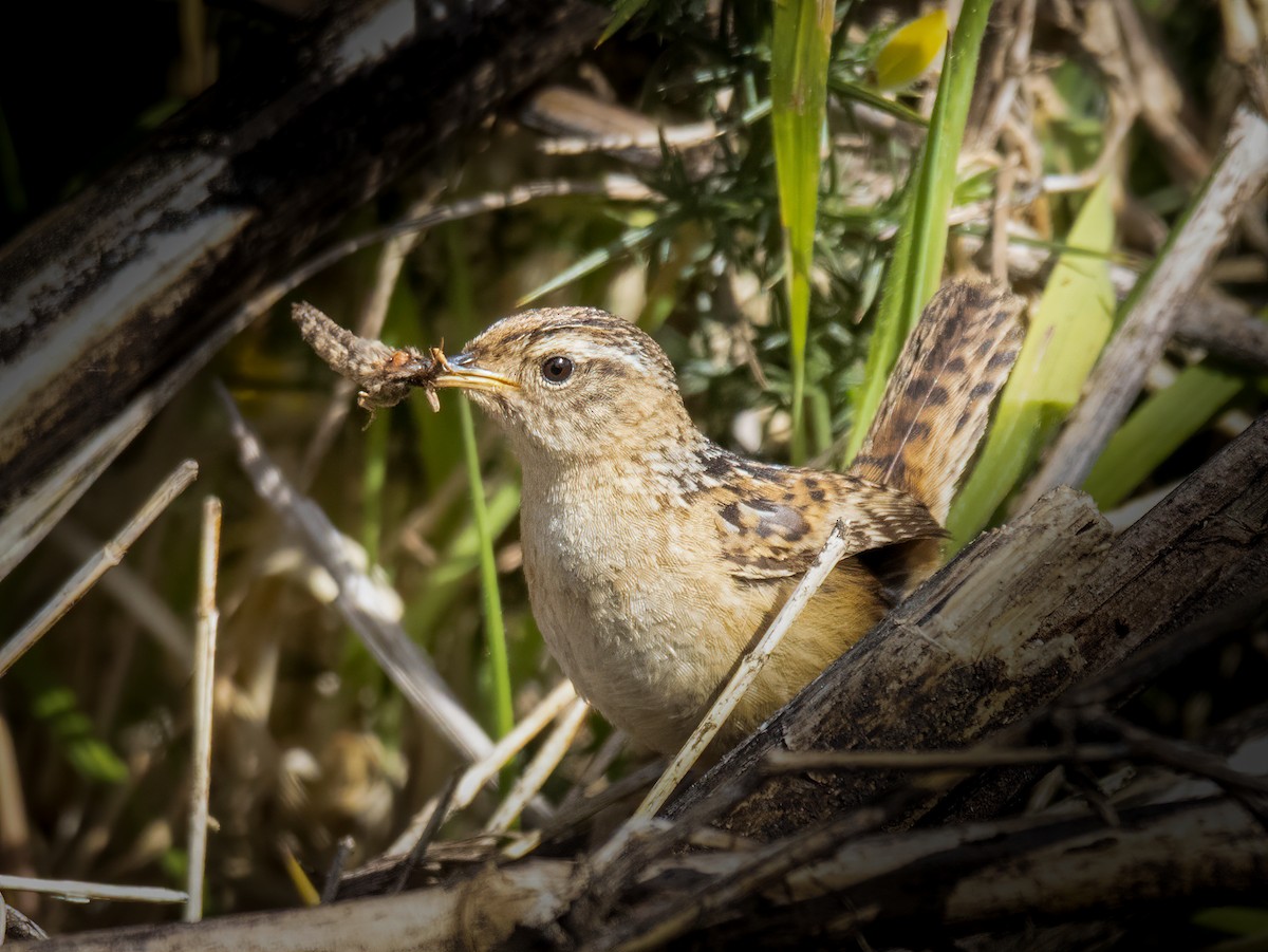 Grass Wren - ML644047160