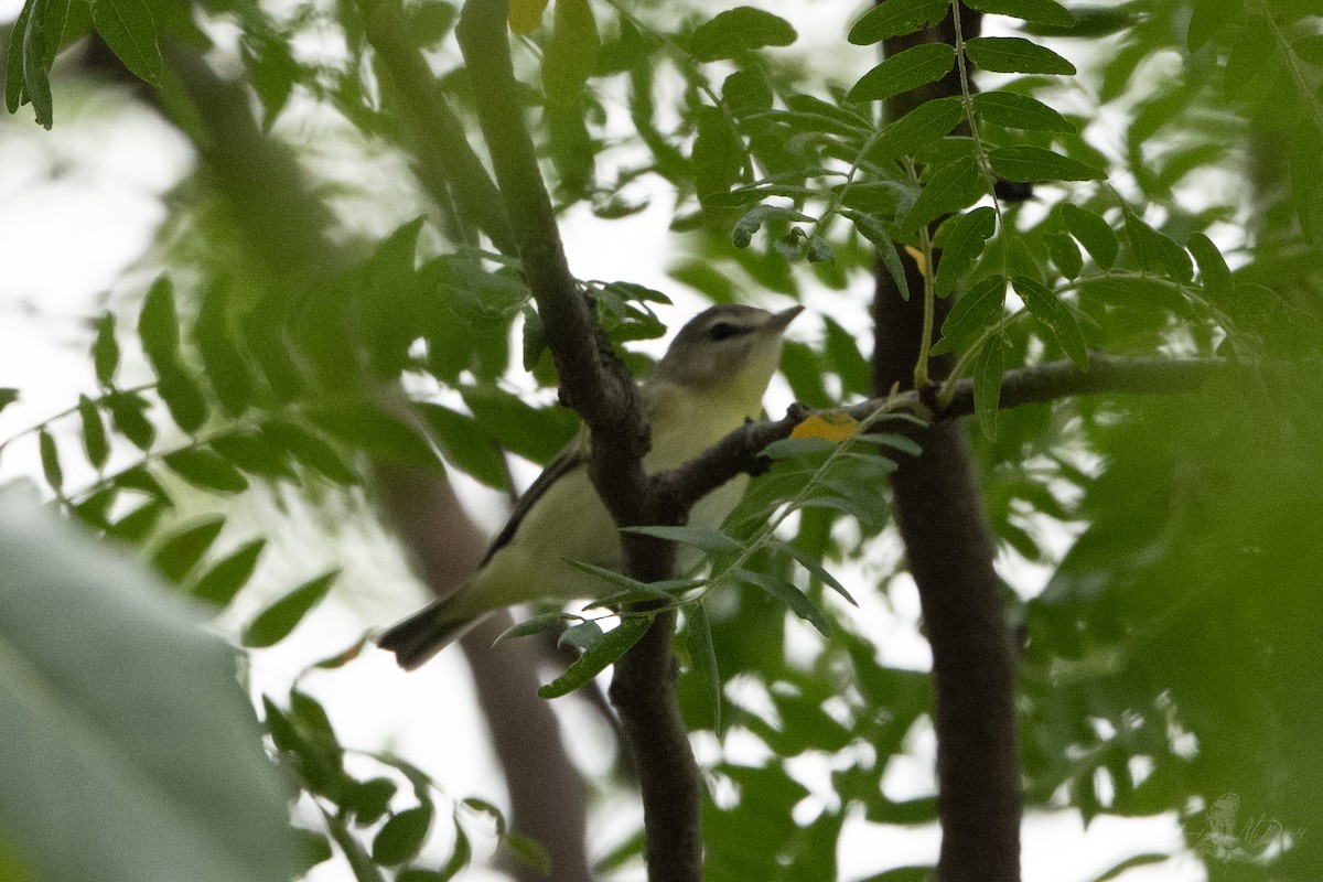 Warbling Vireo - ML644047166