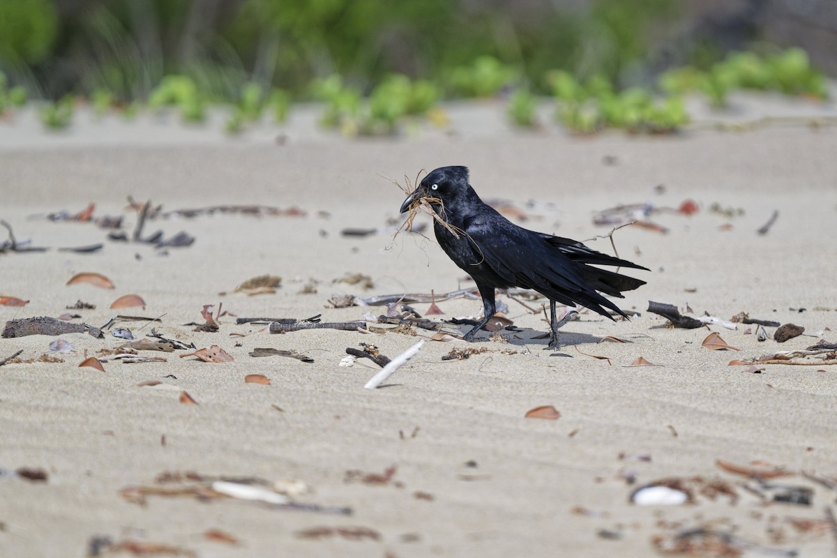 Torresian Crow - ML644047168