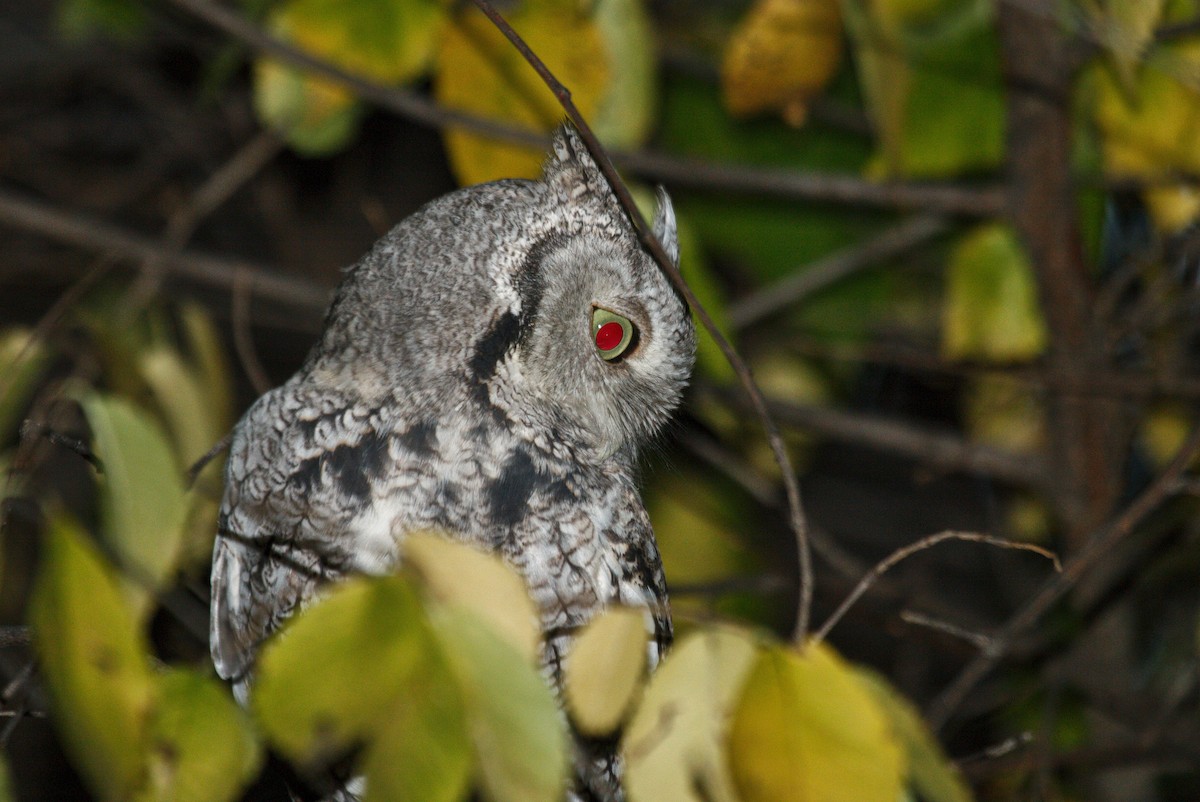 Eastern Screech-Owl - ML644047169