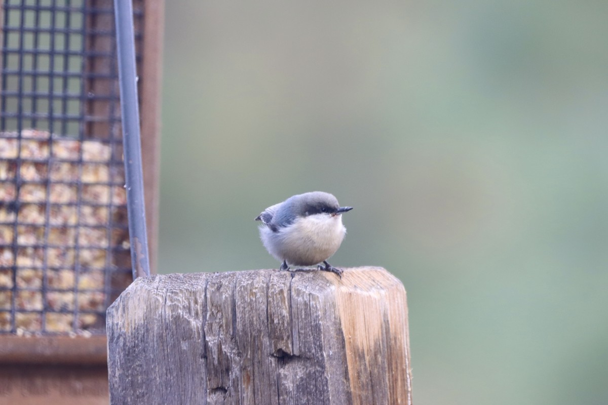 Pygmy Nuthatch - ML644047170