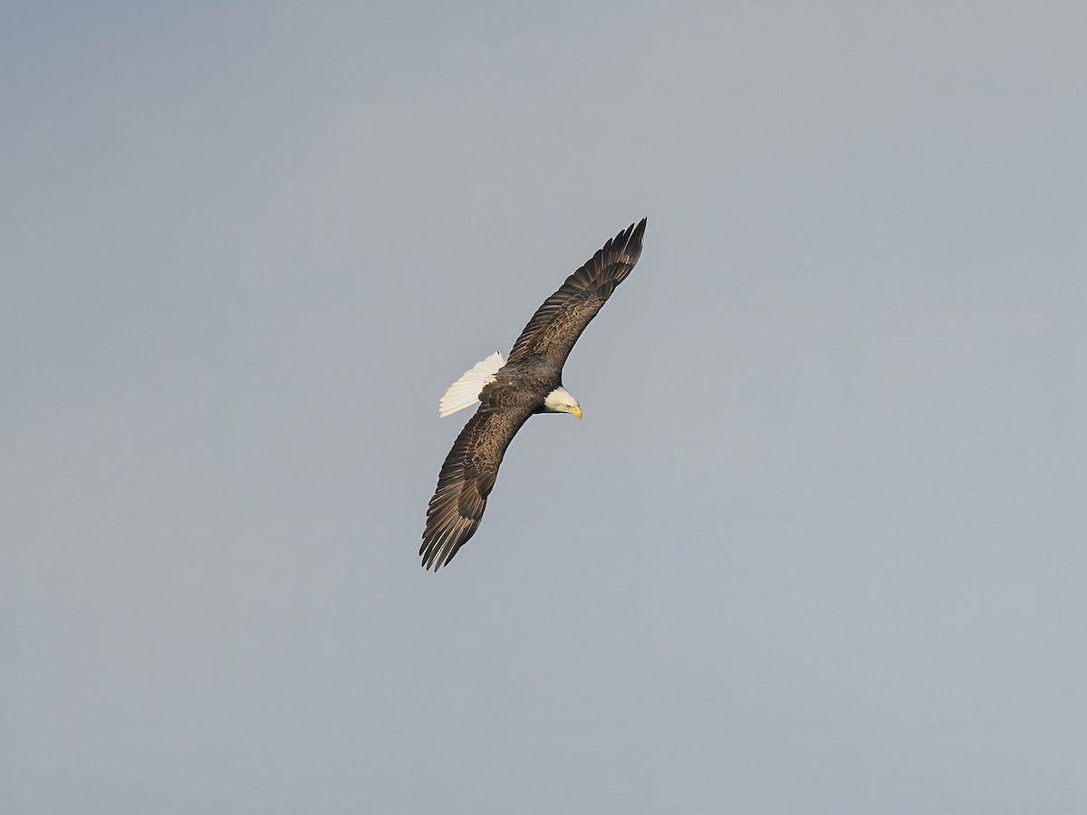 Bald Eagle - ML644047171