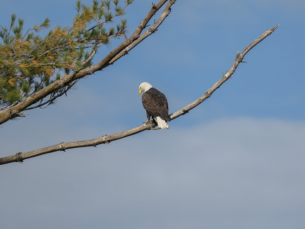 Bald Eagle - ML644047172