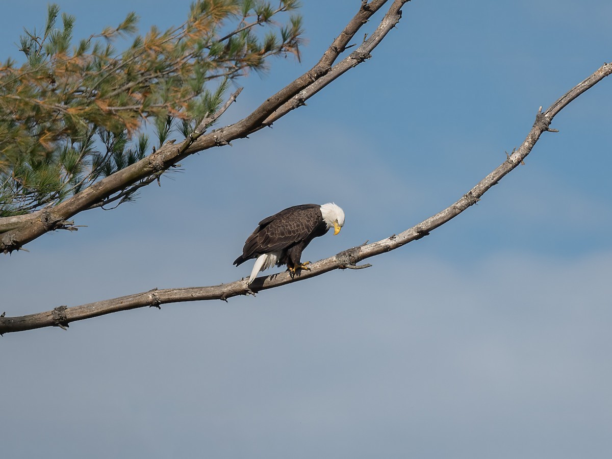 Bald Eagle - ML644047173