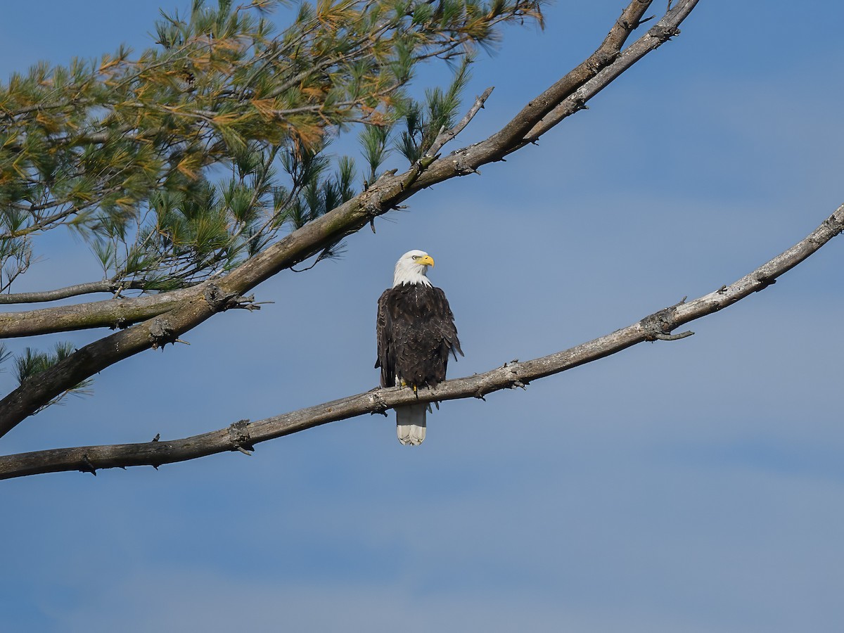 Bald Eagle - ML644047174