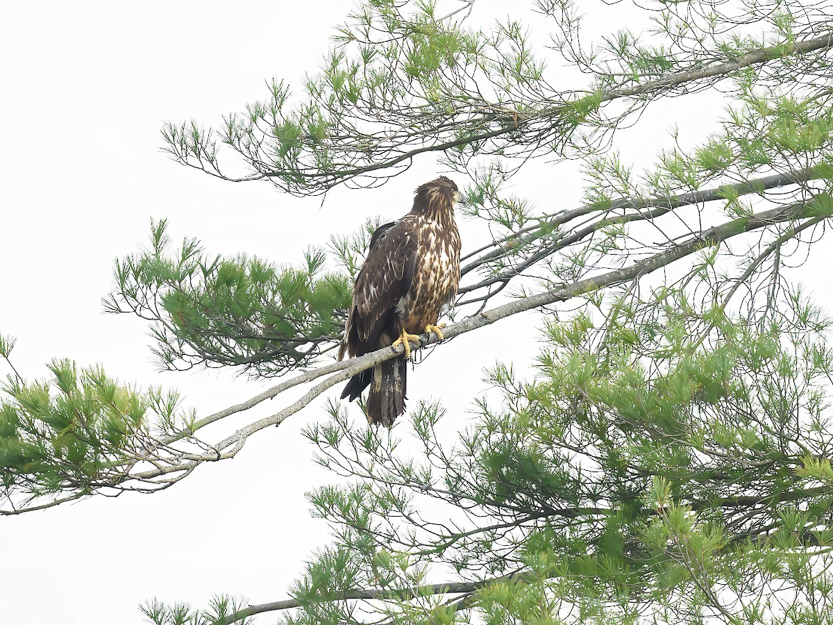 Bald Eagle - ML644047175