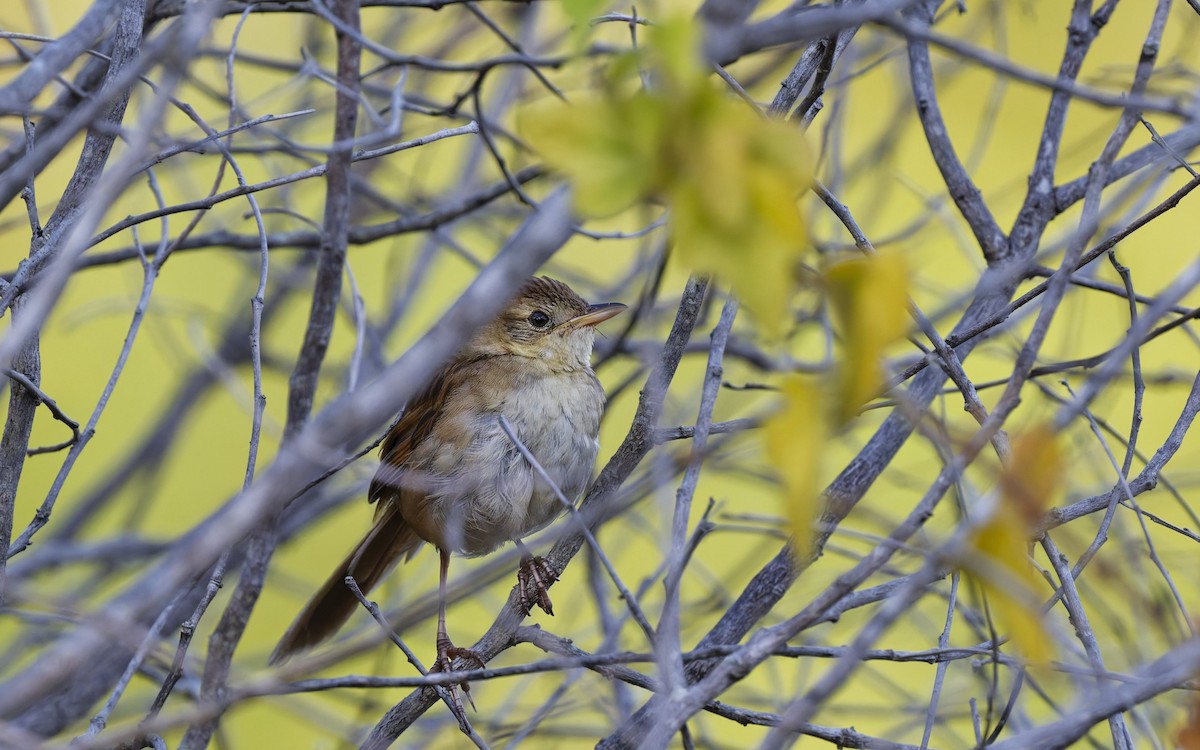 Tawny Grassbird - ML644047179