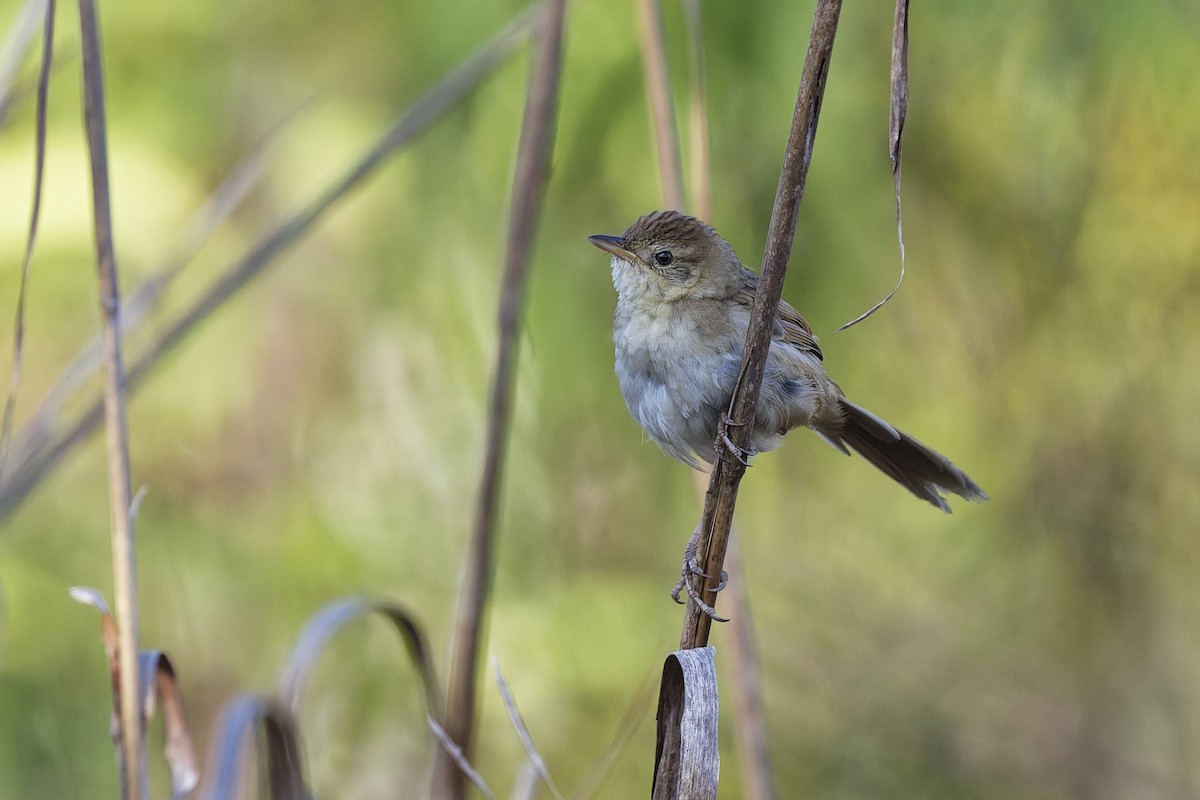Tawny Grassbird - ML644047180