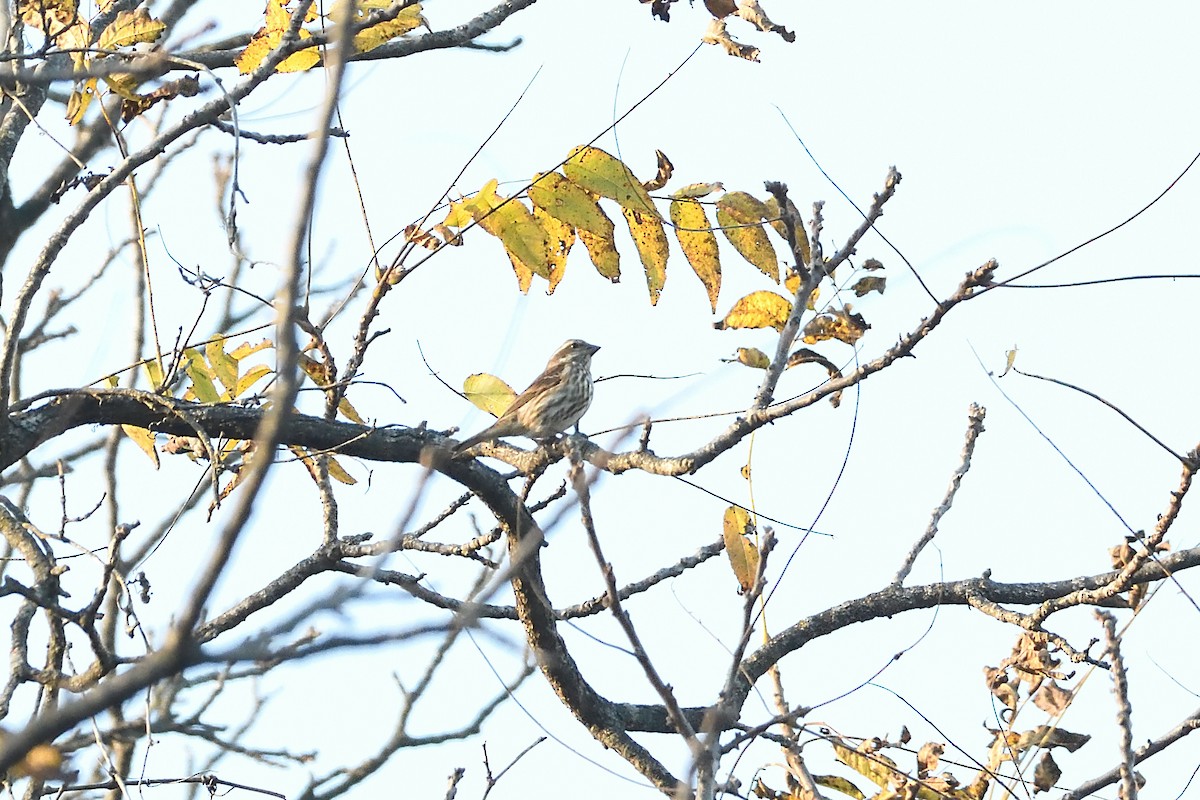 Purple Finch - ML644047181