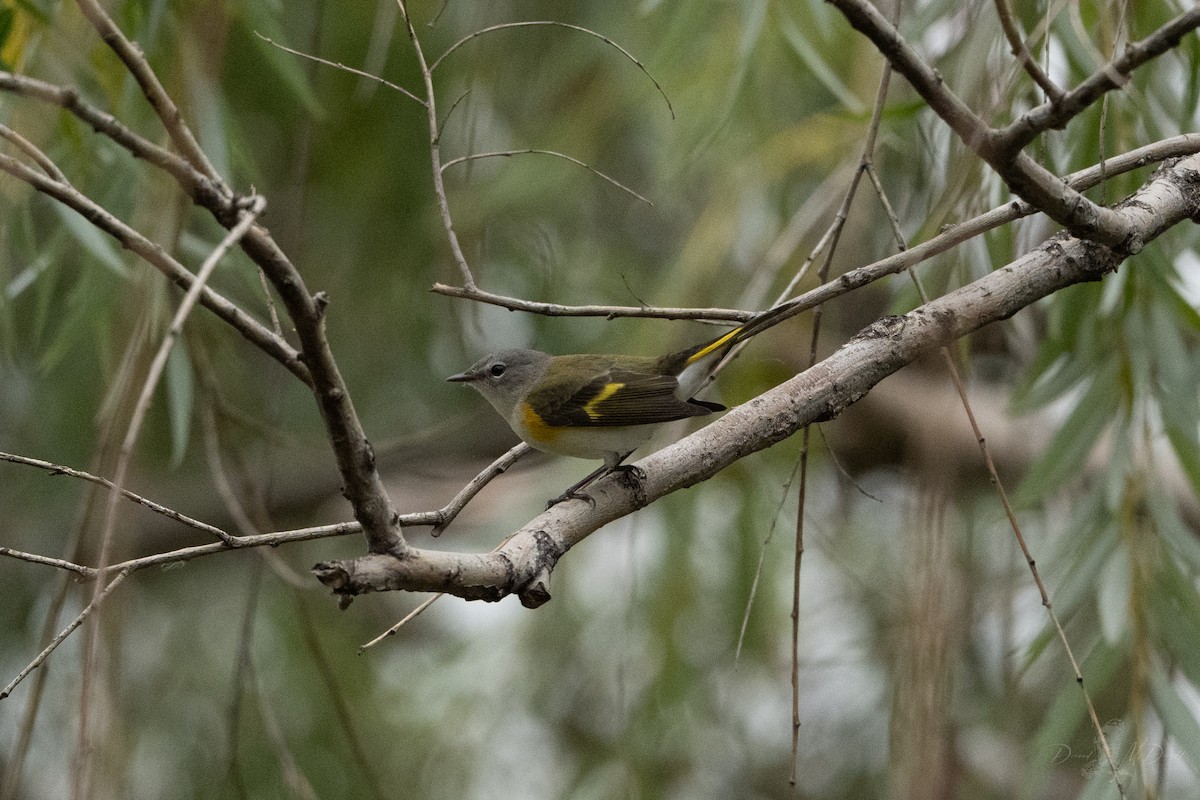 American Redstart - ML644047183