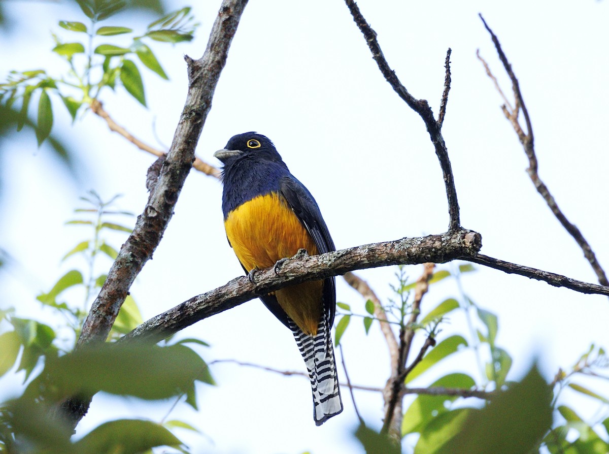 Guianan Trogon - ML644047184
