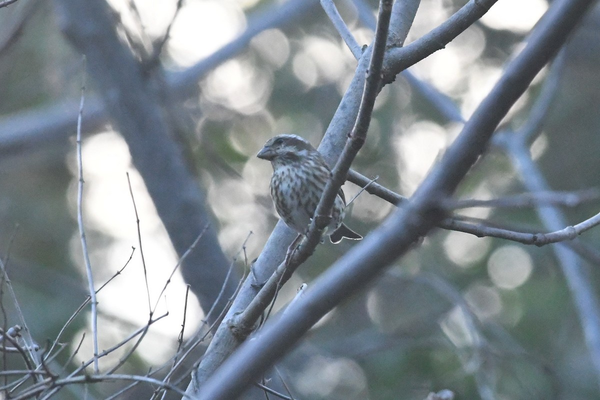 Purple Finch - ML644047185