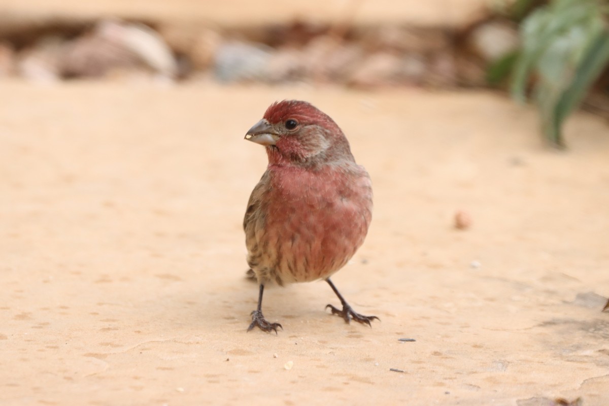 House Finch - ML644047186