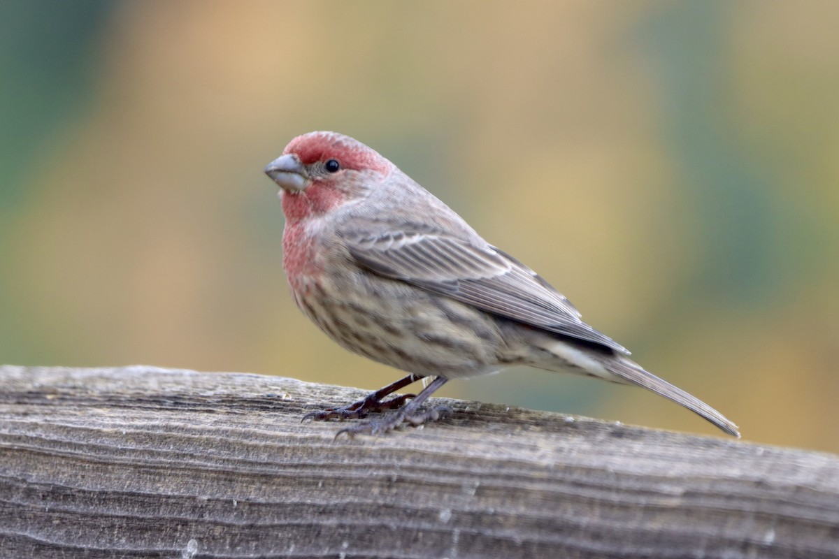 House Finch - ML644047188