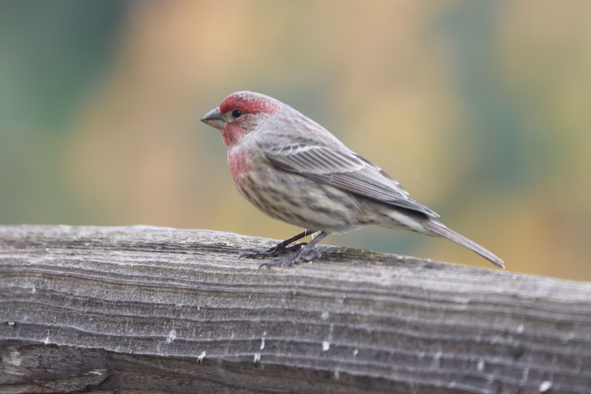 House Finch - ML644047189