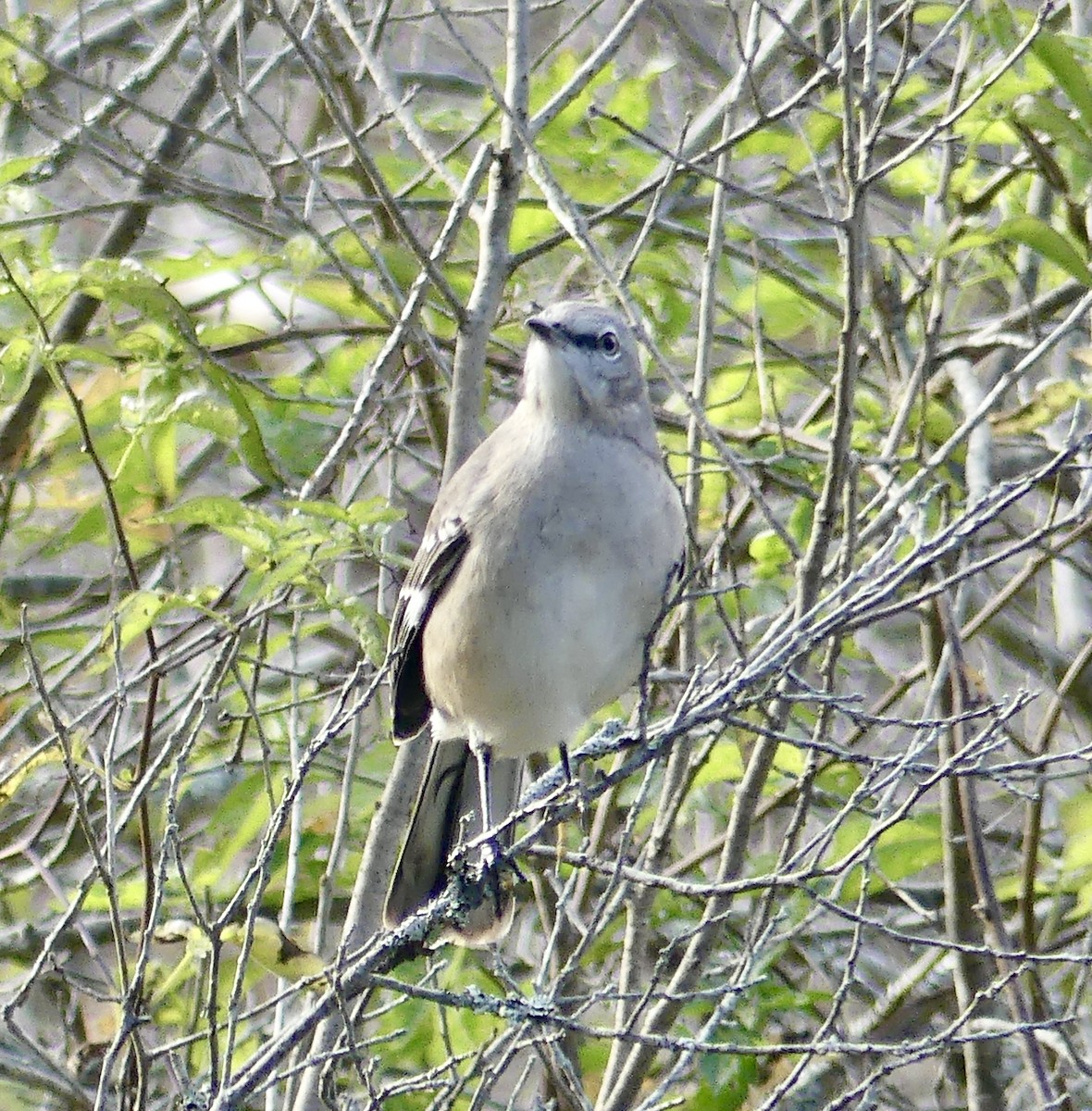 Northern Mockingbird - ML644047190