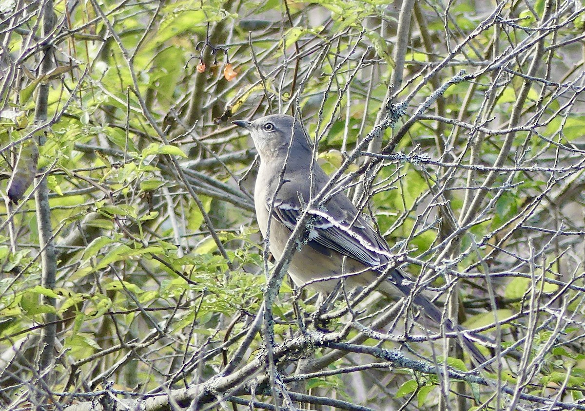 Northern Mockingbird - ML644047191