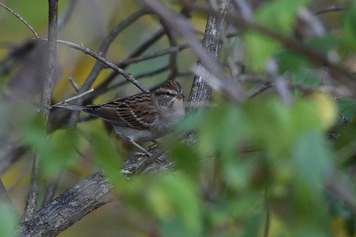 Chipping Sparrow - ML644047192
