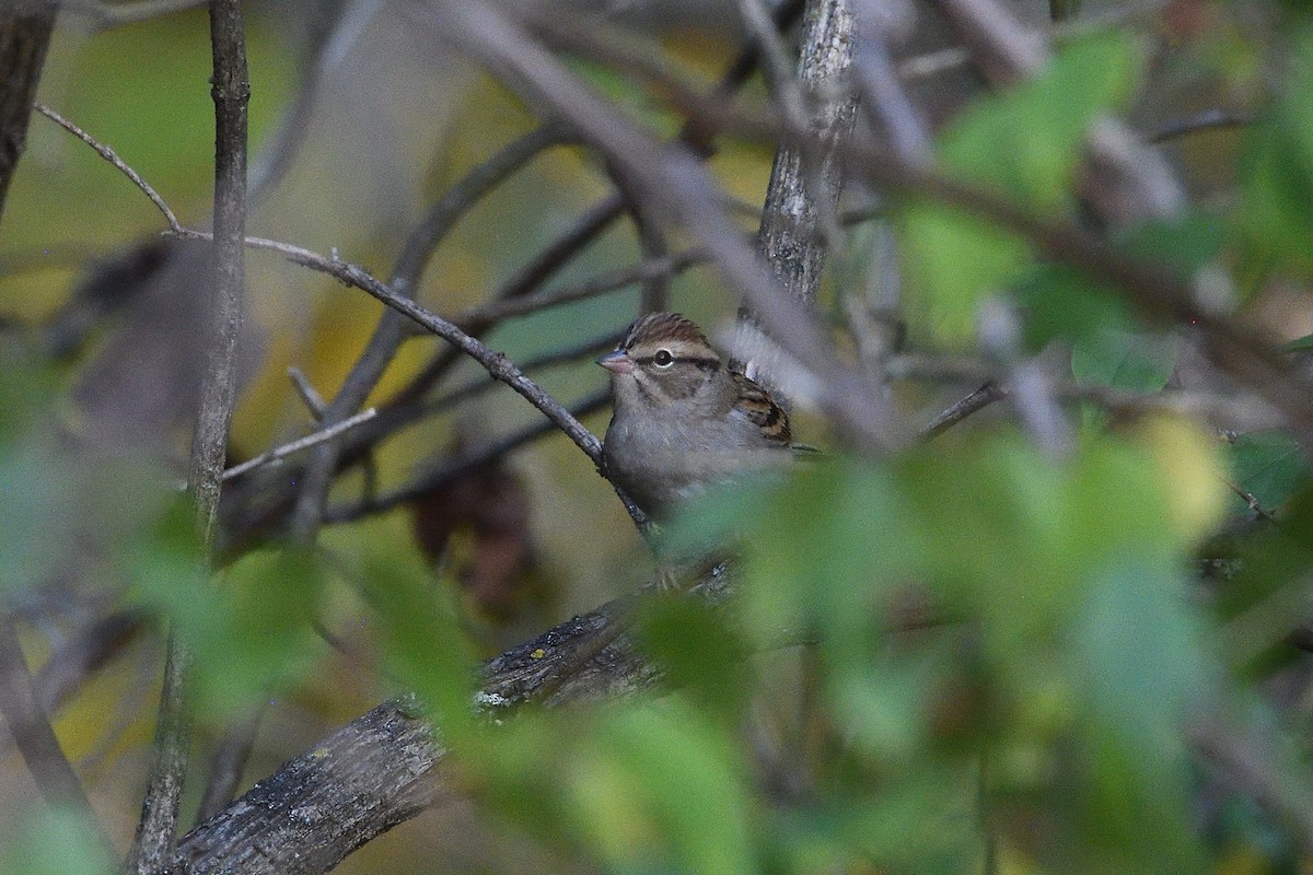 Chipping Sparrow - ML644047194